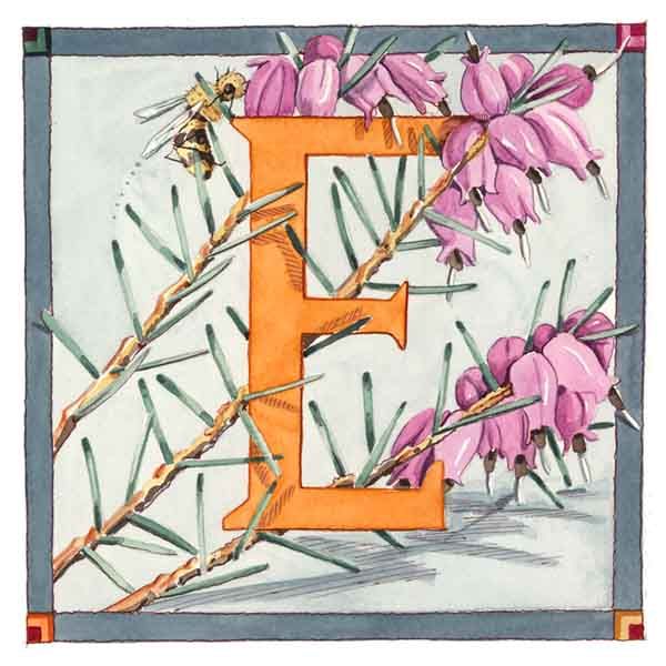 E is for Erica