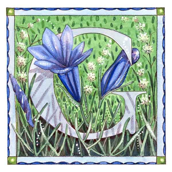 G is for Gentian