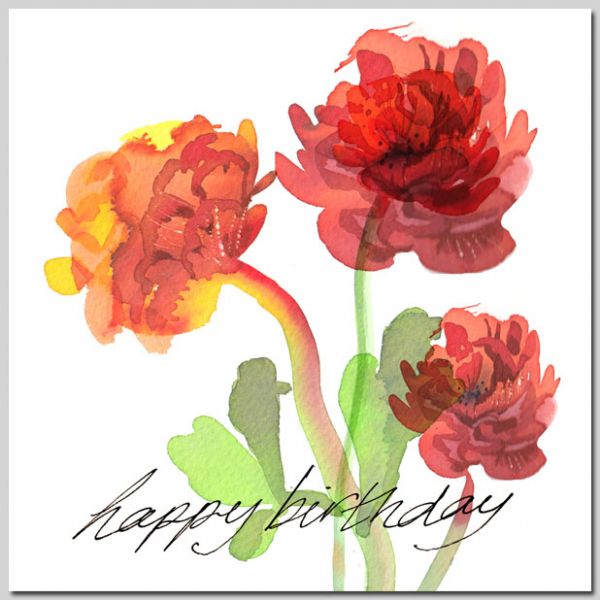Ranunculus - Birthday